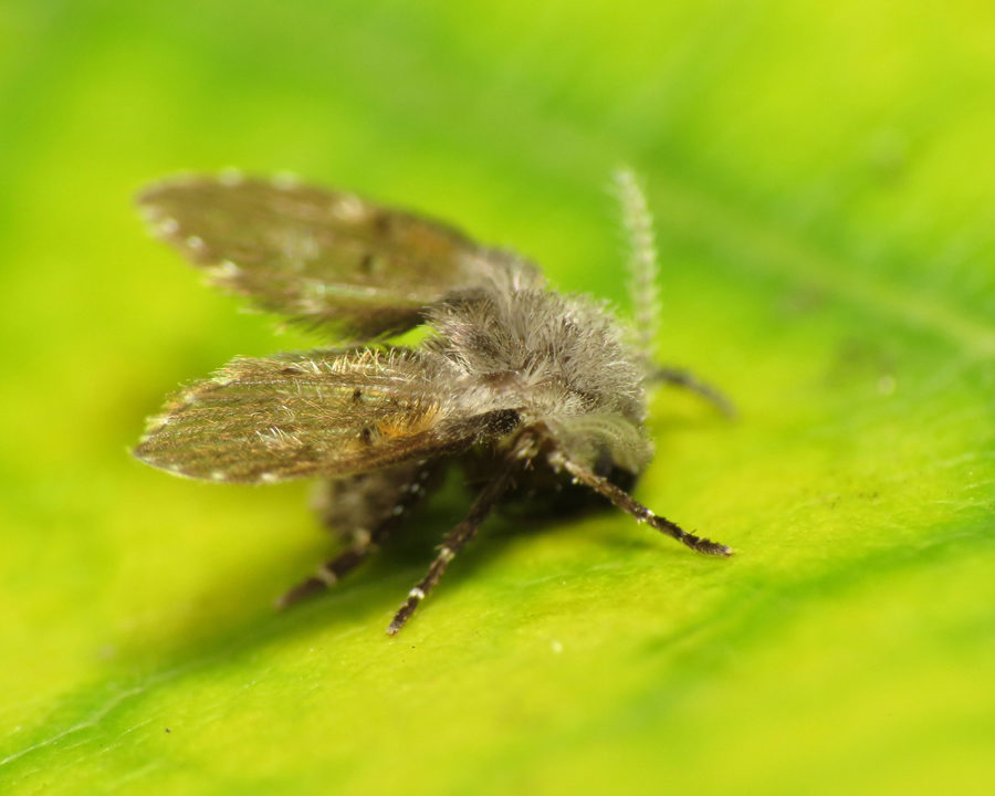 Drain-Flies_Gallery_01-900x720