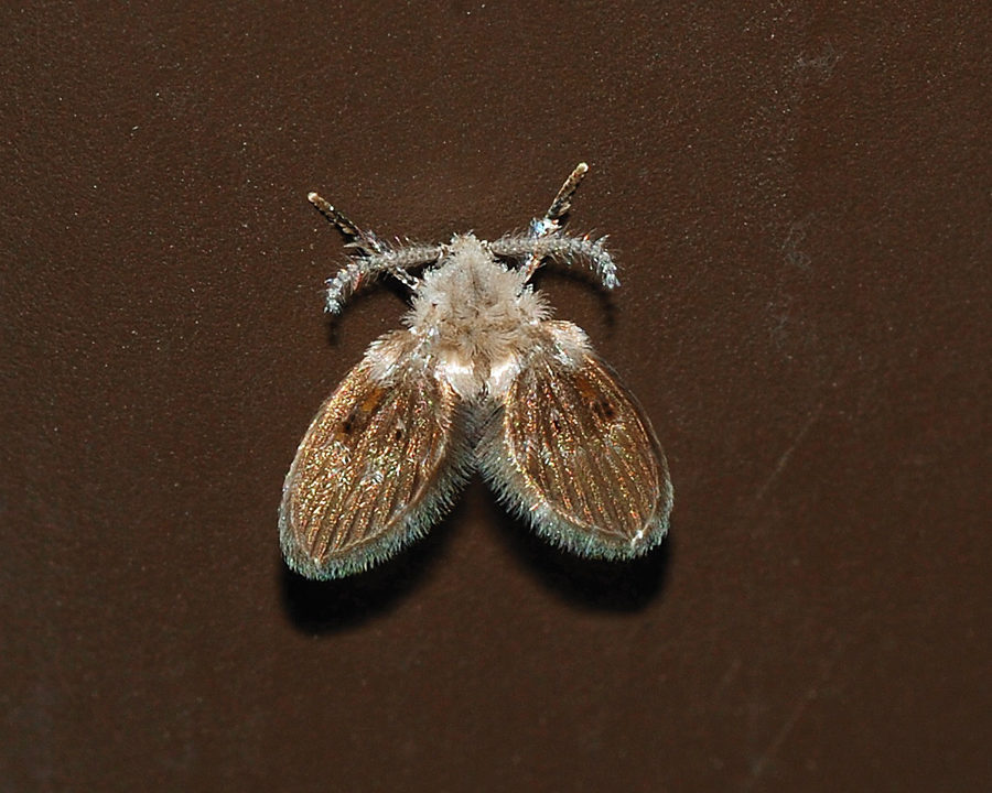 Drain-Flies_Gallery_02-900x720