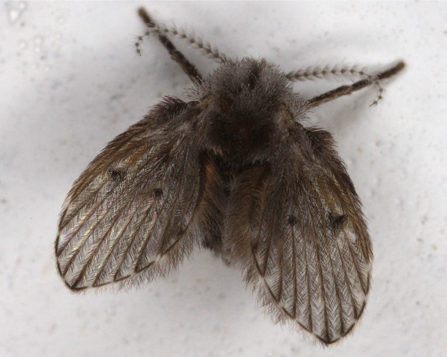 Drain-Flies_Gallery_04-900x720