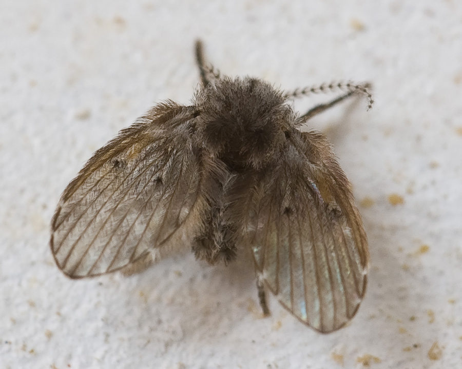 Drain-Flies_Gallery_05-900x720