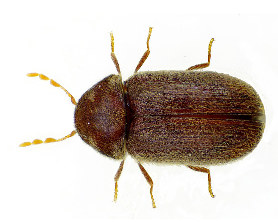 Drugstore-Beetle_Gallery_01-900x720
