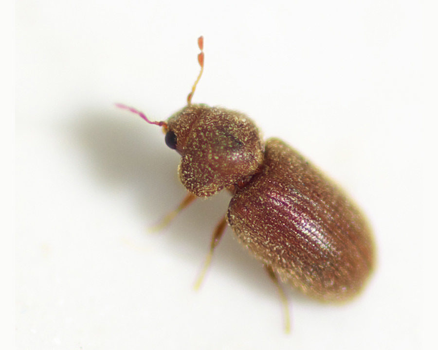 Drugstore-Beetle_Gallery_02-900x720