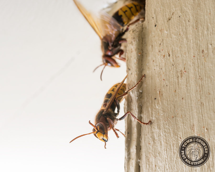 European-Hornets_Gallery_01-900x720