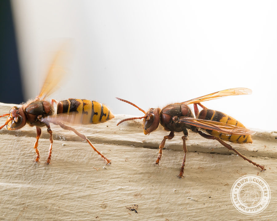 European-Hornets_Gallery_02-900x720