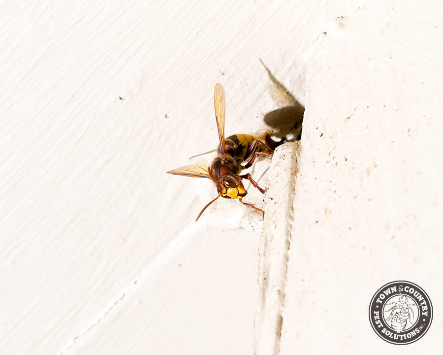 European-Hornets_Gallery_04-900x720