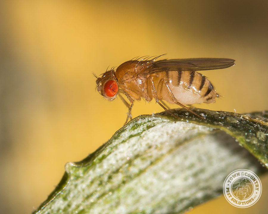 Fruit-Fly_01_gllry-900x720