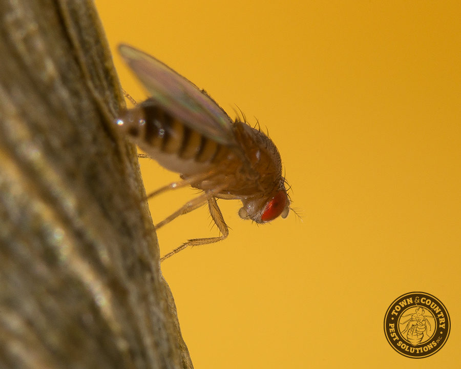 Fruit-Fly_02_gllry-900x720