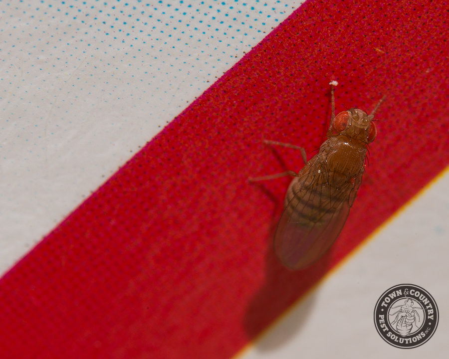 Fruit-Fly_03_gllry-900x720