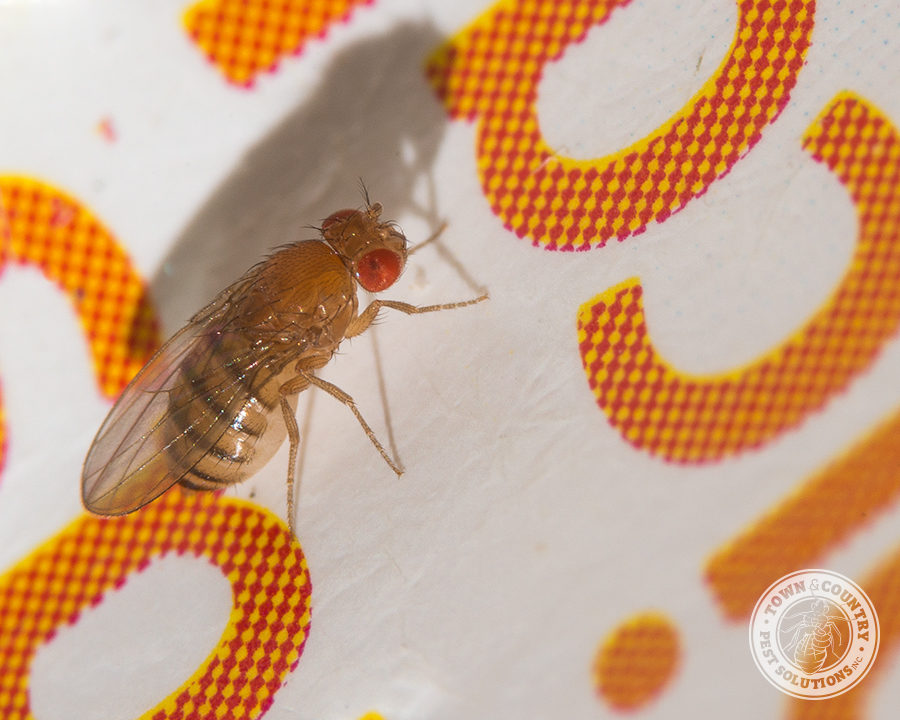 Fruit-Fly_04_gllry-900x720