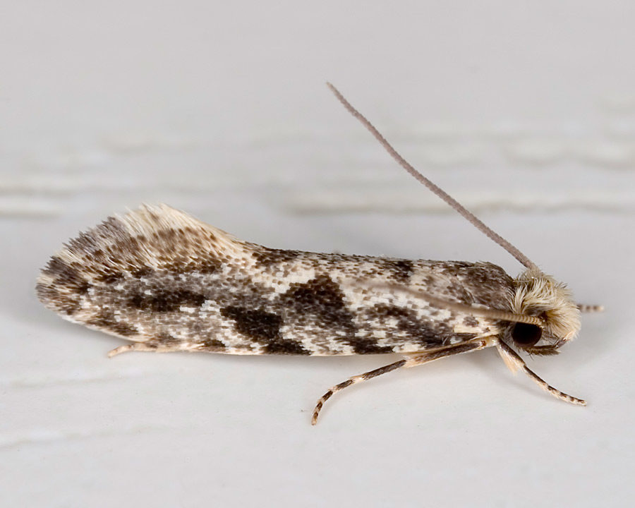 Grain-Moth_Gallery_01-900x720