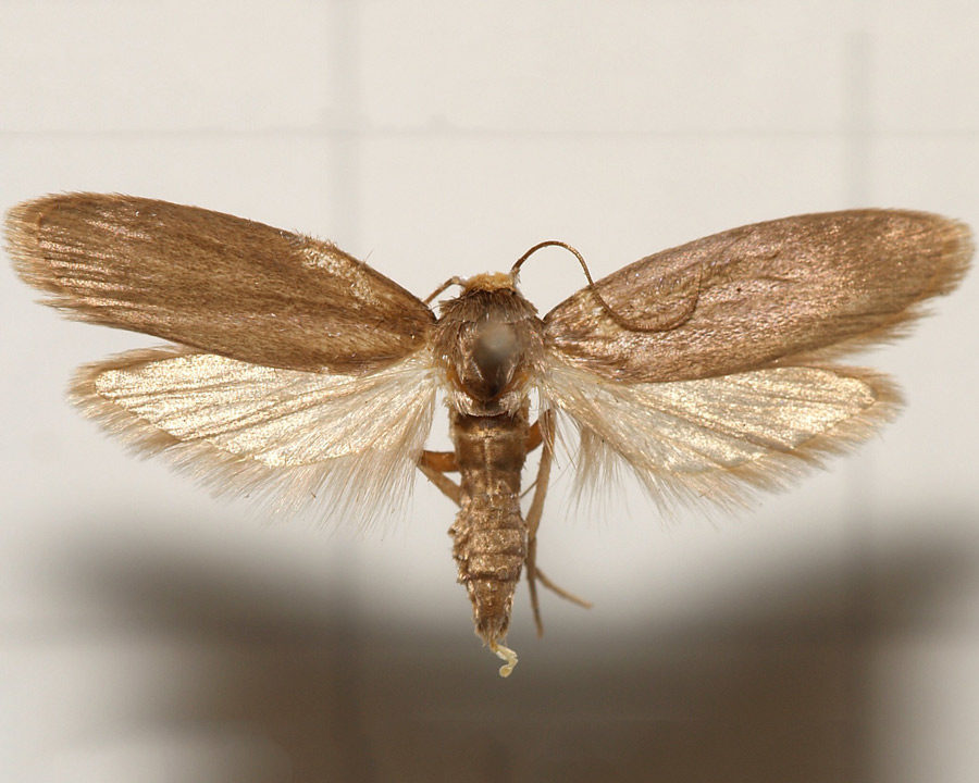 Grain-Moth_Gallery_03-900x720