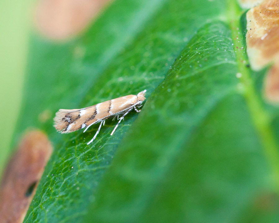 Grain-Moth_Gallery_04-900x720