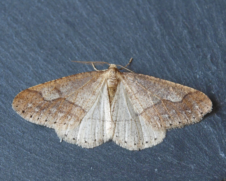 Grain-Moth_Gallery_05-900x720