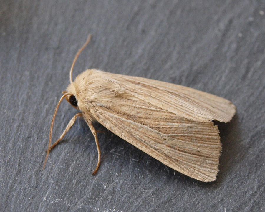 Grain-Moth_Gallery_06-900x720