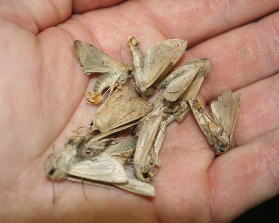 Grain-Moth_Gallery_07-900x720