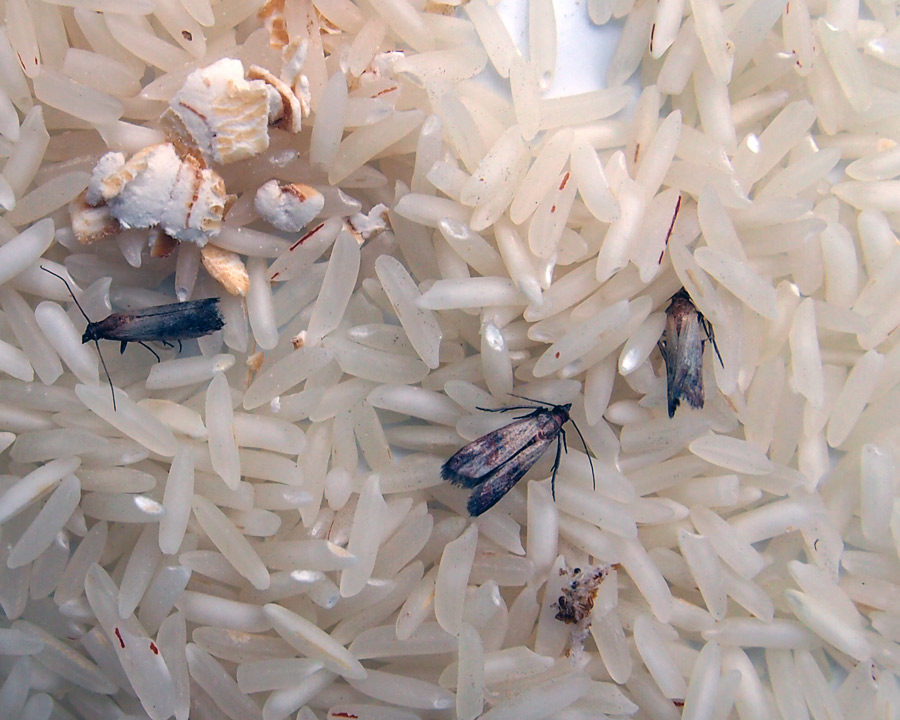 Grain-Moth_Gallery_08-900x720