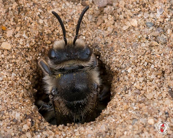 GroundBees_Gallery_1