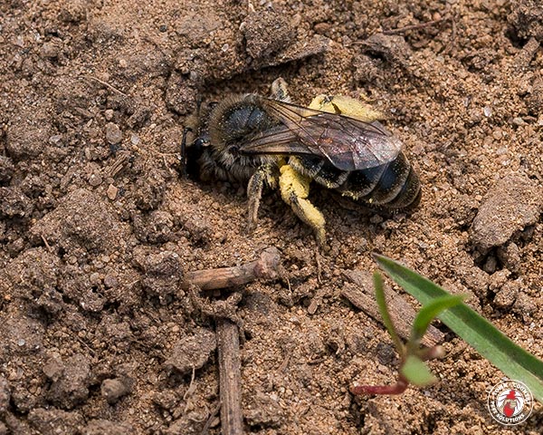 GroundBees_Gallery_10