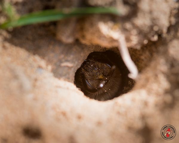 GroundBees_Gallery_2