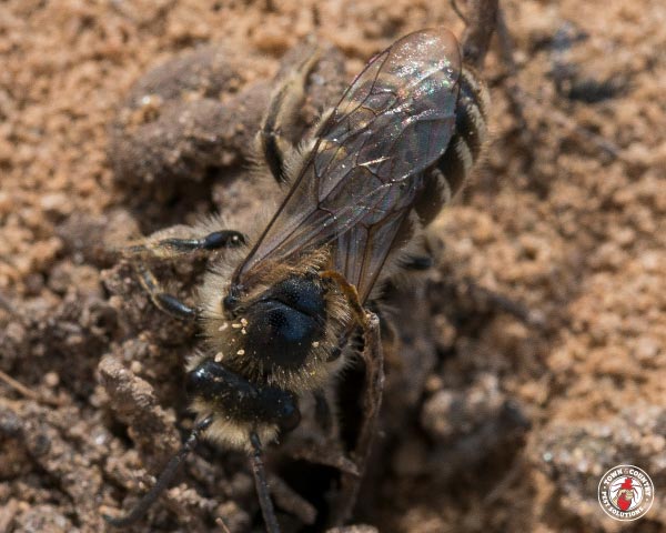 GroundBees_Gallery_3