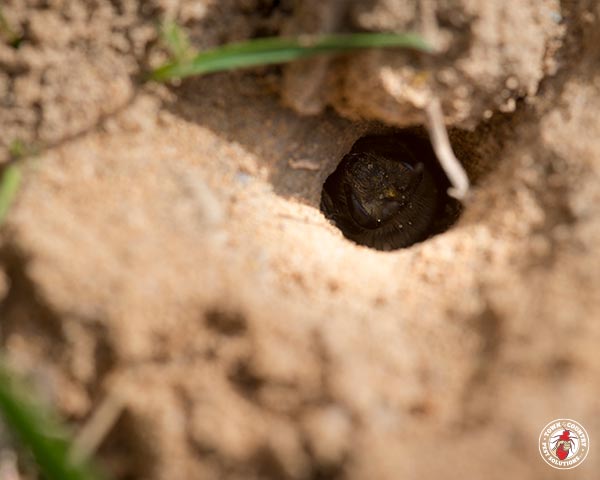 GroundBees_Gallery_4