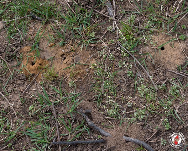 GroundBees_Gallery_5