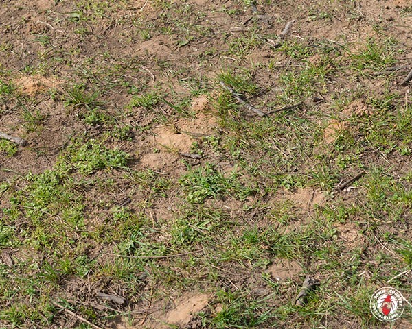 GroundBees_Gallery_6