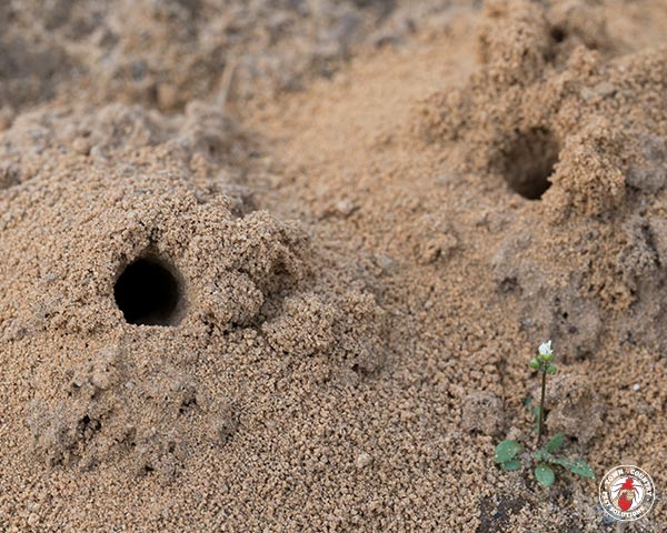 GroundBees_Gallery_7