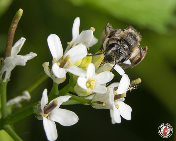 GroundBees_Gallery_8