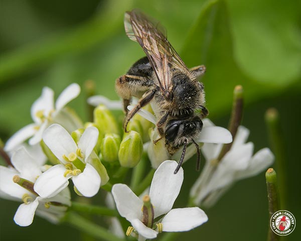 GroundBees_Gallery_9