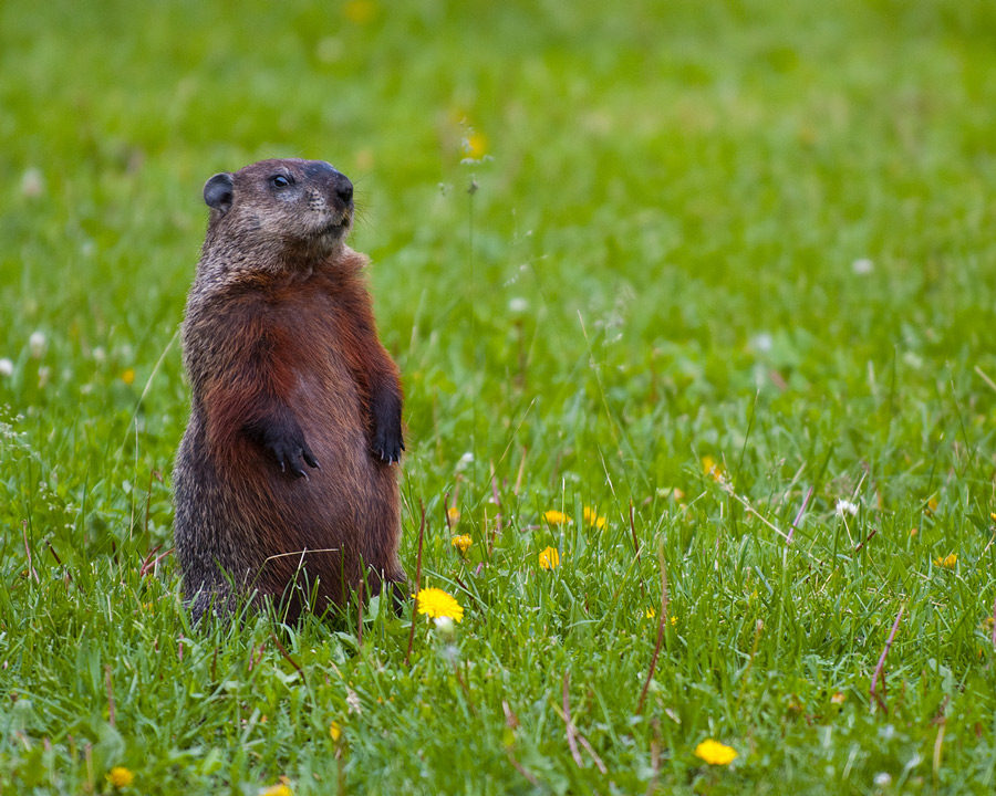 Groundhog_Gallery_01-900x720