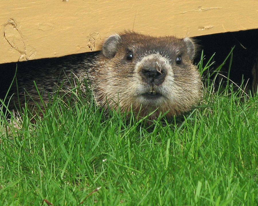 Groundhog_Gallery_04-900x720