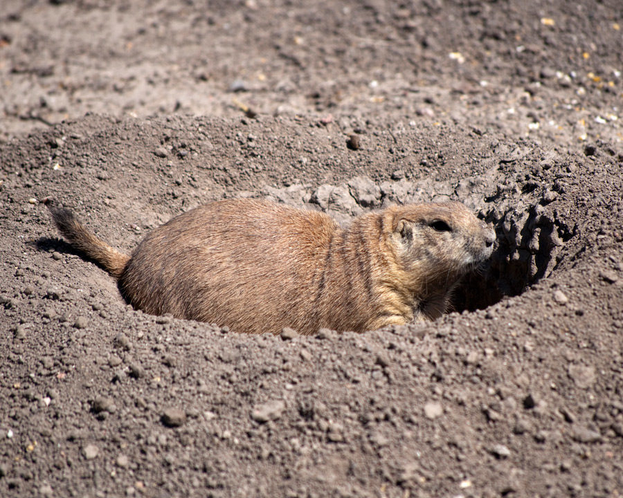 Groundhog_Gallery_05-900x720