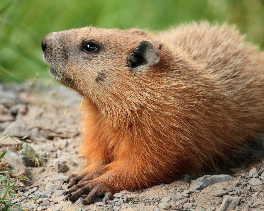 Groundhog_Gallery_06-900x720