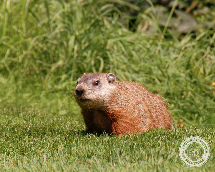 Groundhog_Gallery_08-900x720