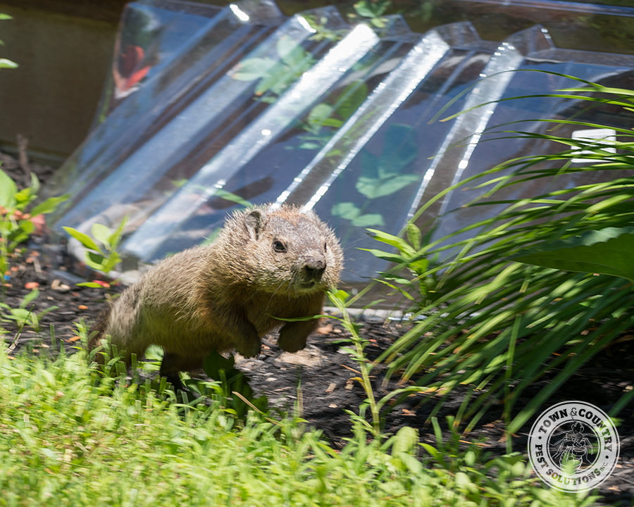 Groundhog_Gallery_09-900x720