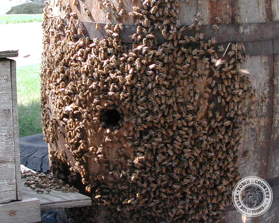 Honey-Bees_Gallery_02-900x720