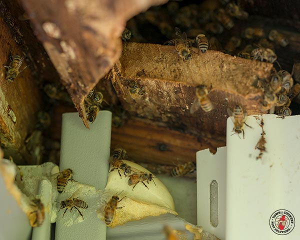 HoneyBee_Gallery_09-1