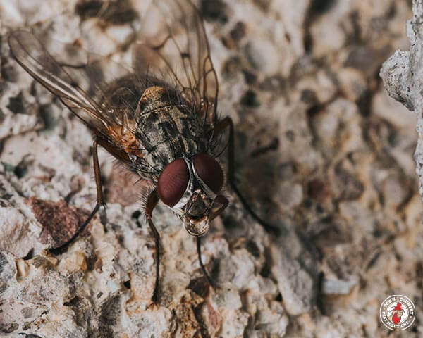 House-Fly_Gallery_02