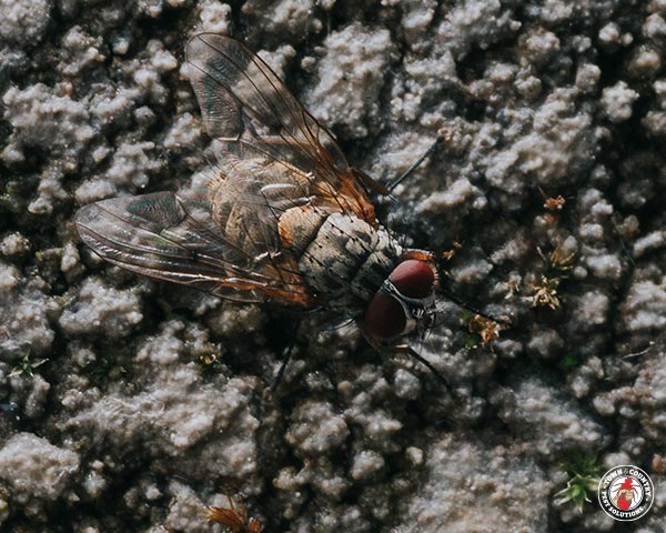 House-Fly_Gallery_04