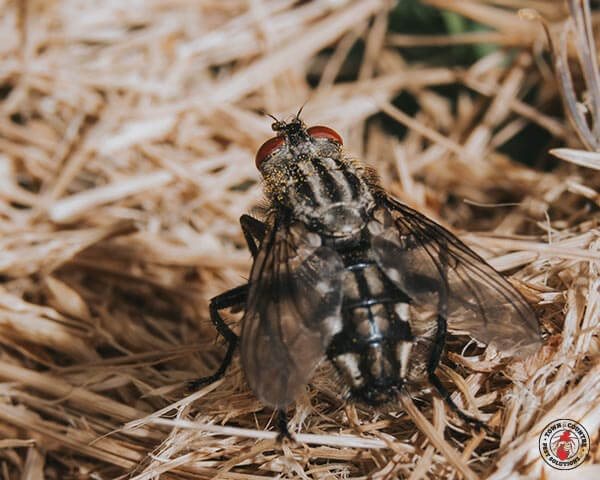 House-Fly_Gallery_05