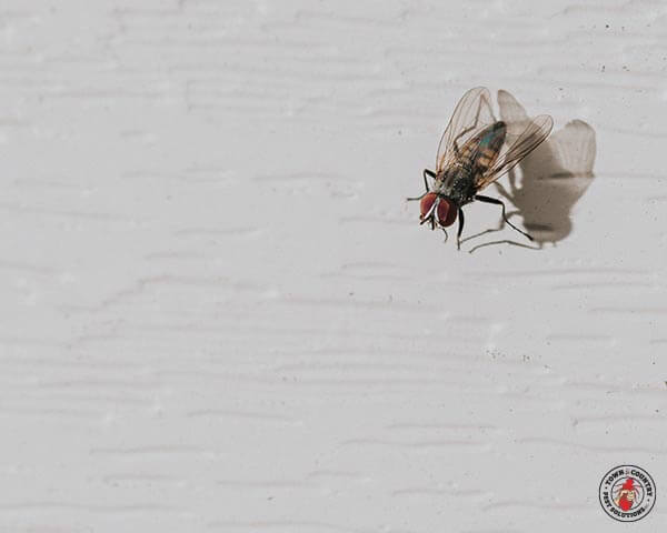 House-Fly_Gallery_06