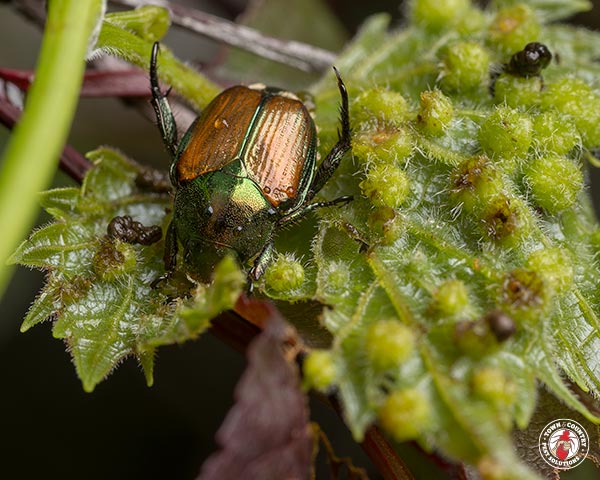 JapaneseBeetle_Gallery_01