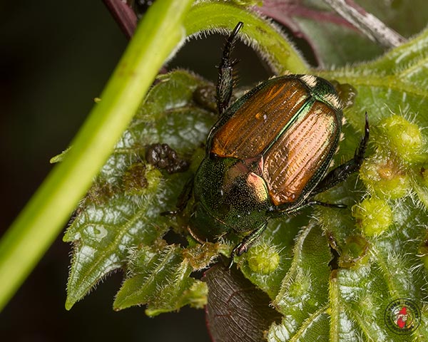 JapaneseBeetle_Gallery_02