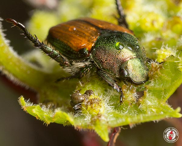 JapaneseBeetle_Gallery_03