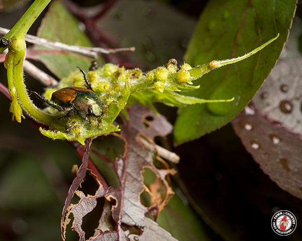 JapaneseBeetle_Gallery_04