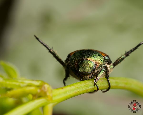 JapaneseBeetle_Gallery_05