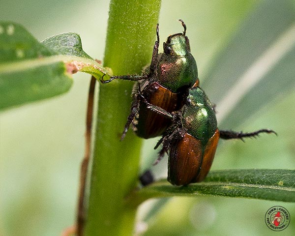 JapaneseBeetle_Gallery_06
