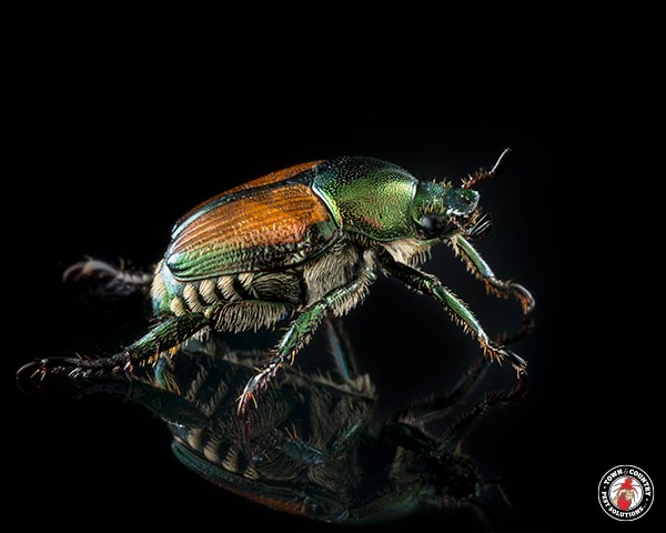 JapaneseBeetle_Gallery_07