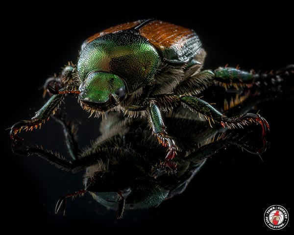 JapaneseBeetle_Gallery_08